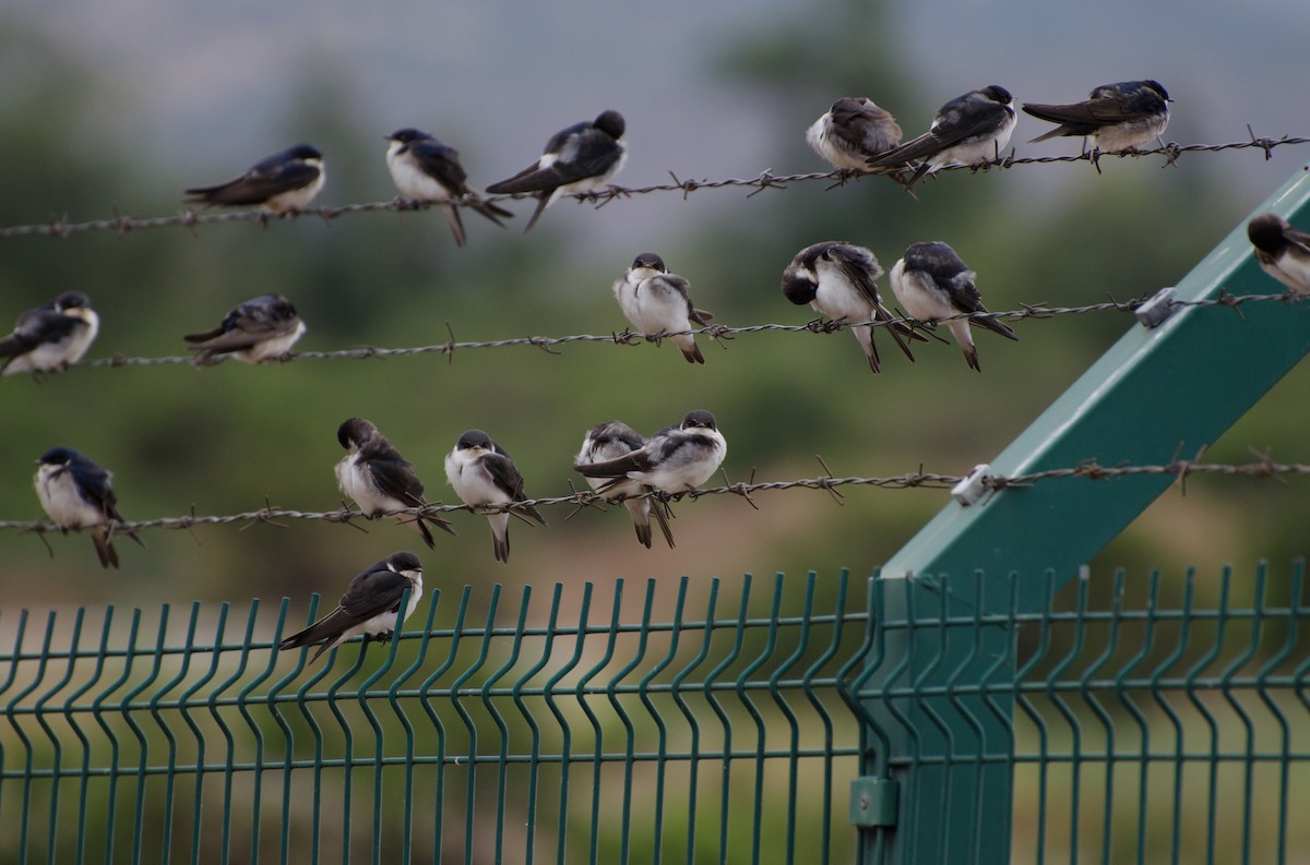 Chilean Swallow - ML646993170