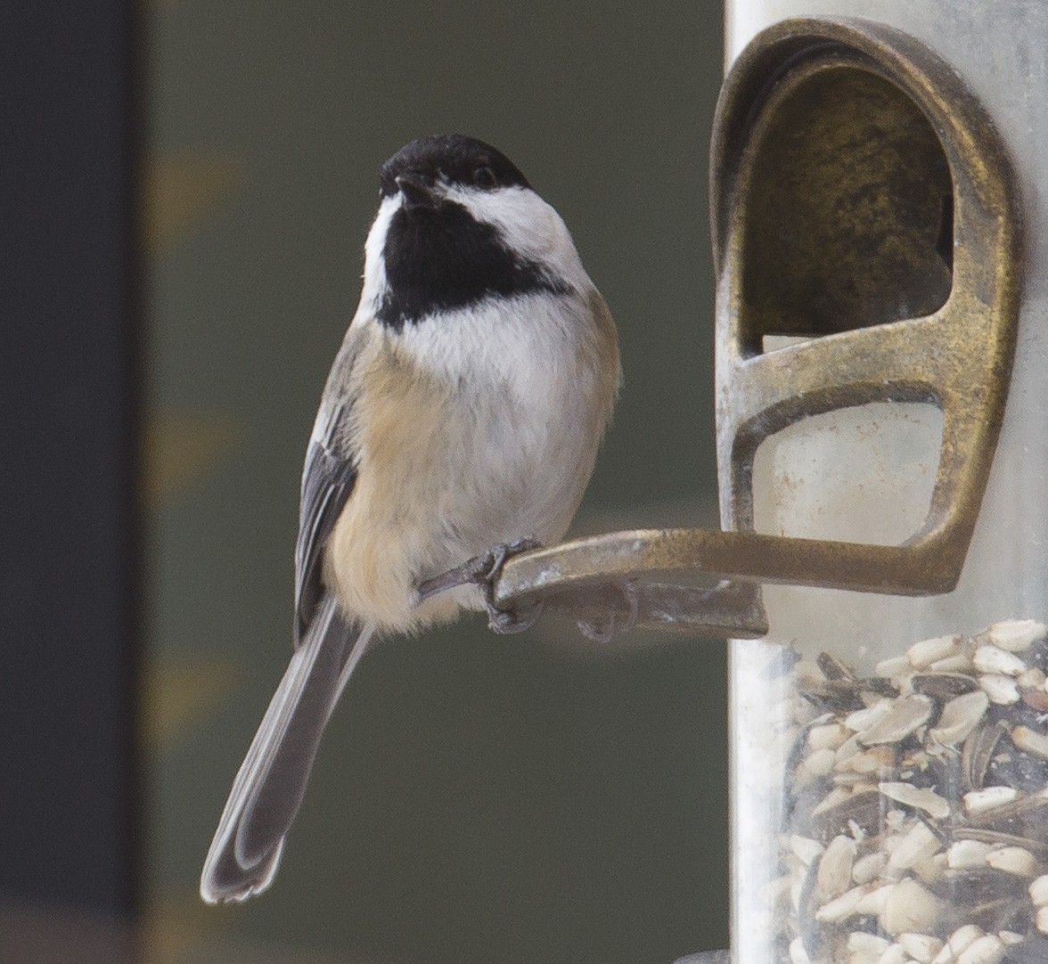 Black-capped Chickadee - ML646993174