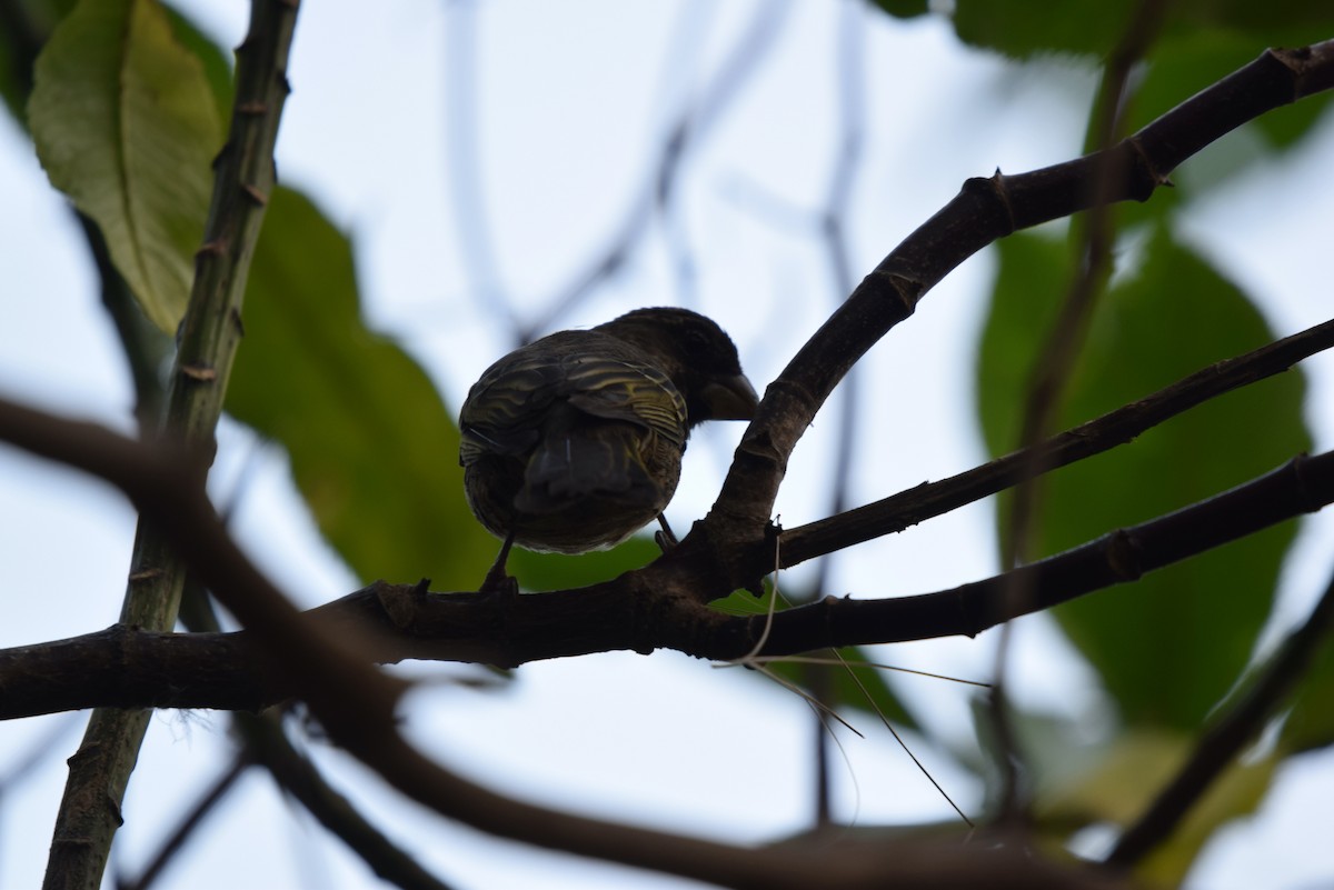 Dickschnabelgirlitz - ML646993175