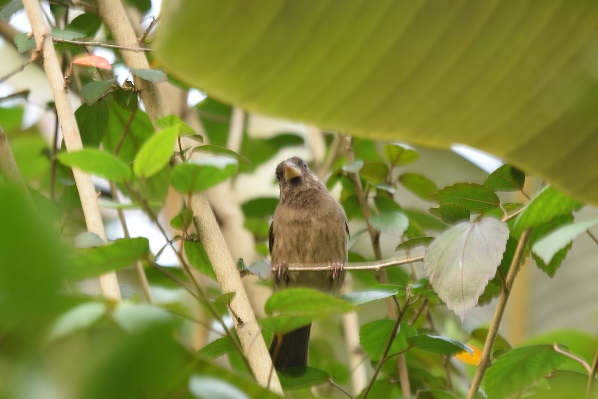 Thick-billed Seedeater - ML646993176