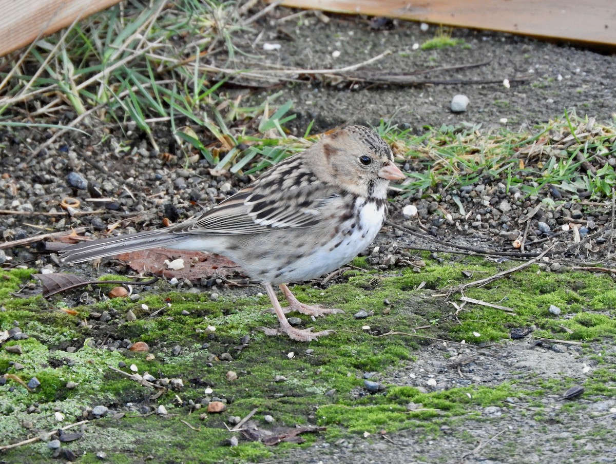 Harris's Sparrow - ML646993177