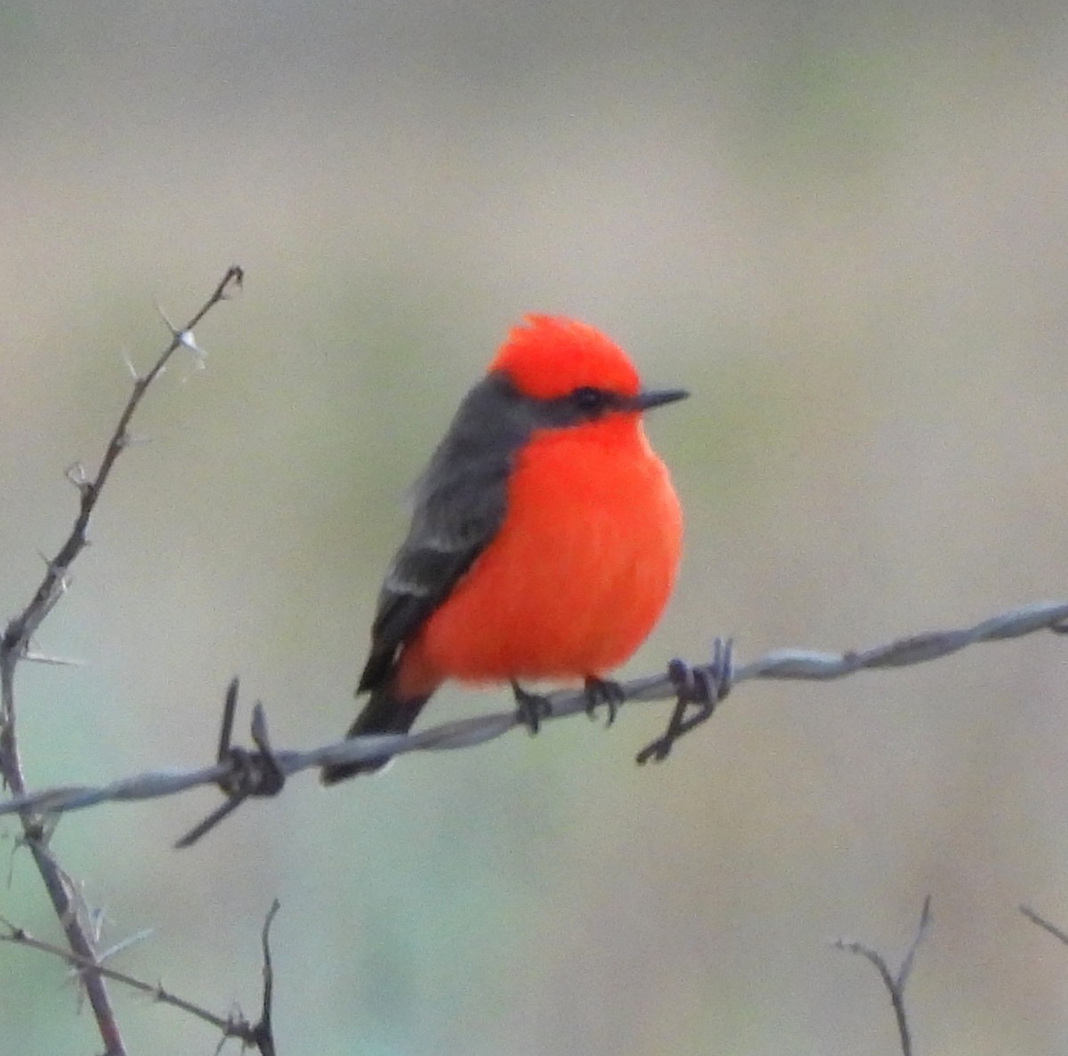 Vermilion Flycatcher - ML646993180