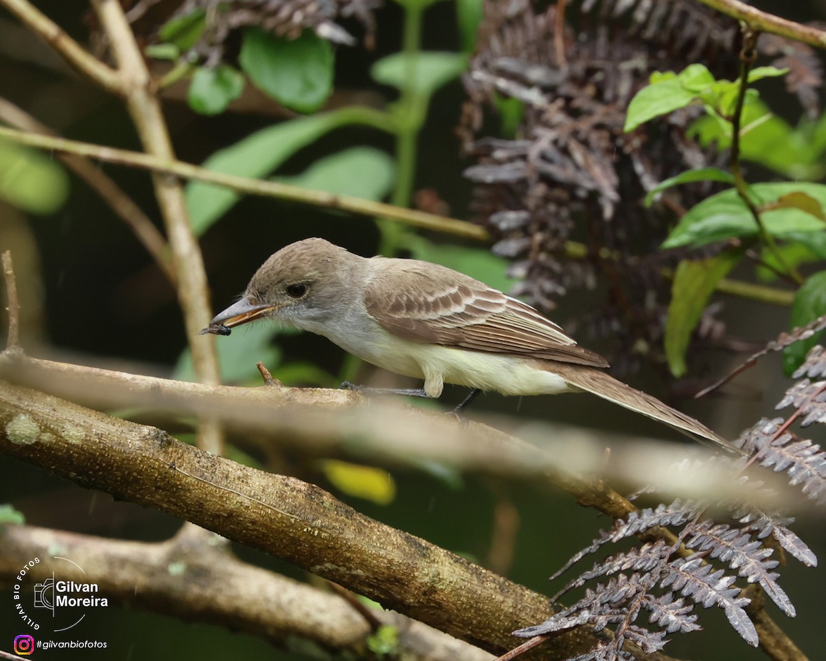 Swainson's Flycatcher - ML646993181