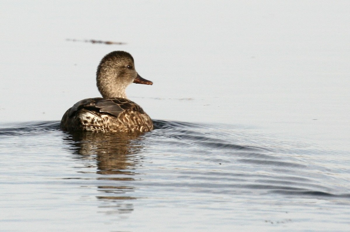 Canapiglia - ML646993182