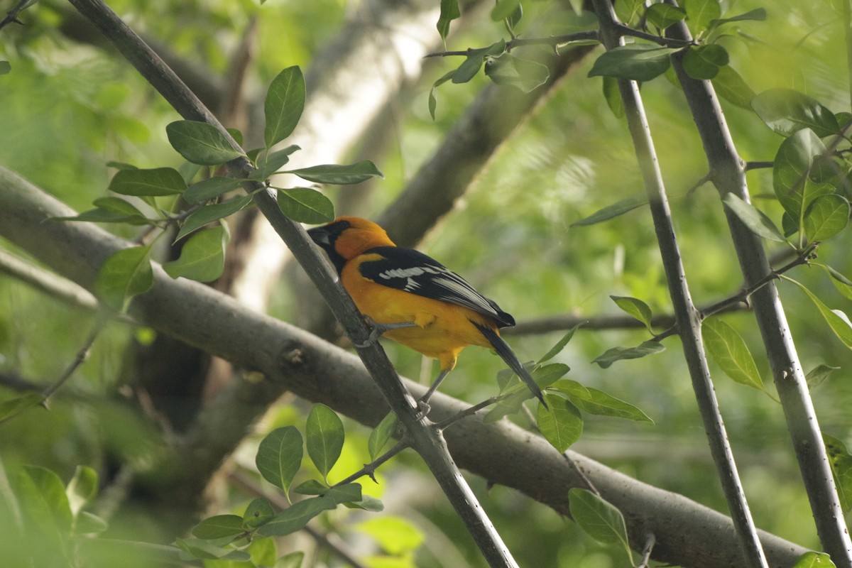 Altamira Oriole - ML646993183