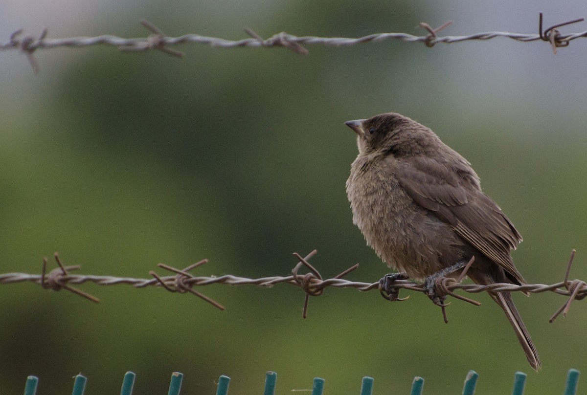 Shiny Cowbird - ML646993184