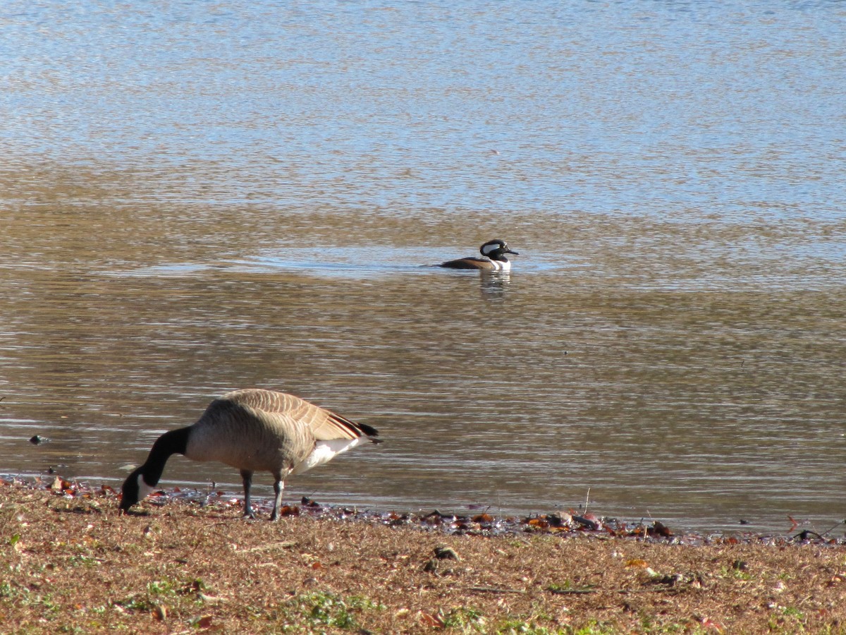 Oca canadese maggiore - ML646993186
