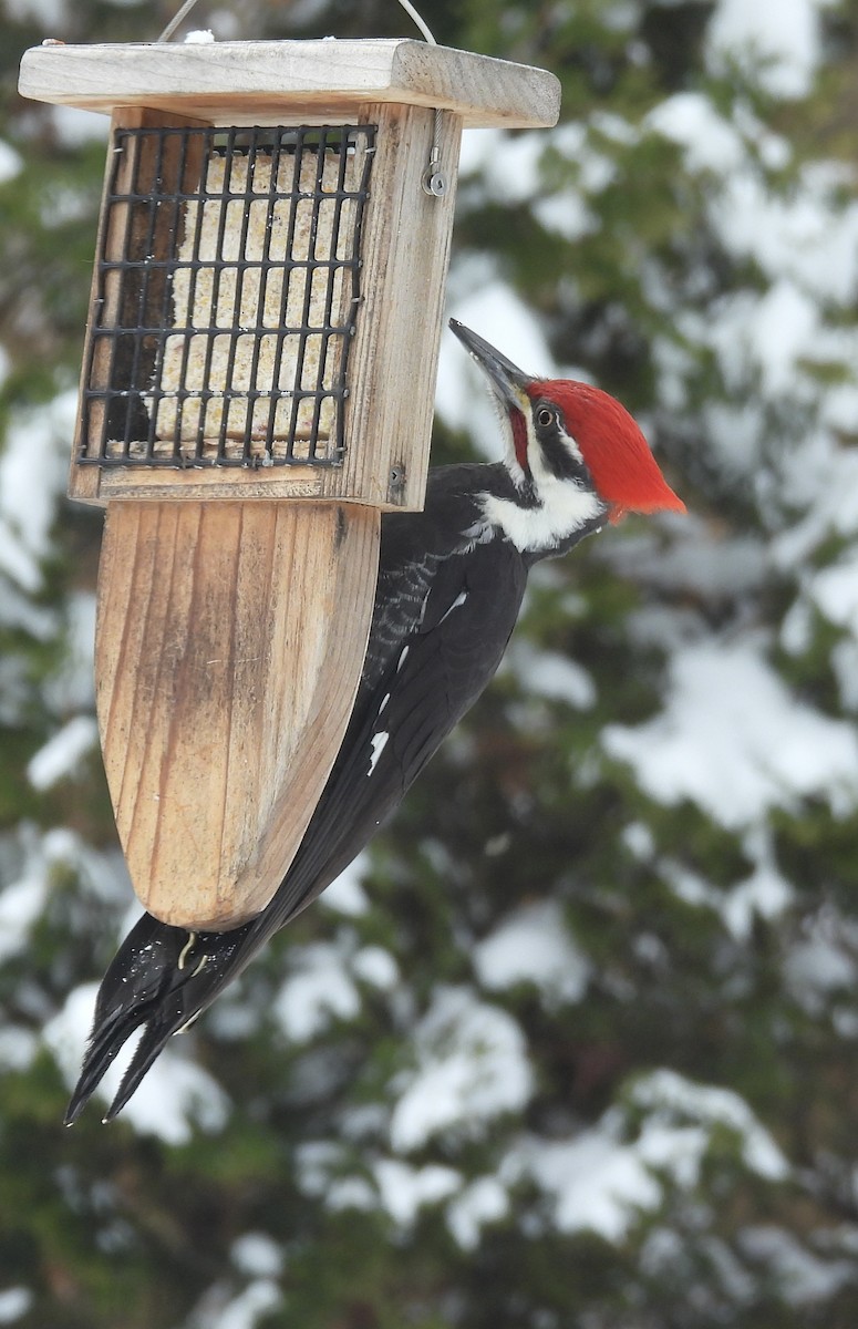Pileated Woodpecker - ML646993187