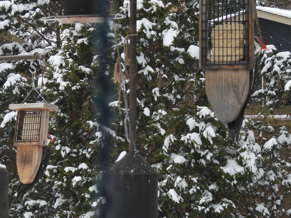 Pileated Woodpecker - ML646993188