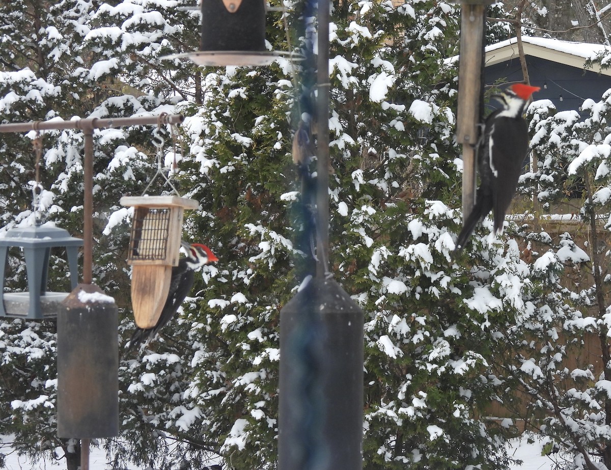 Pileated Woodpecker - ML646993189