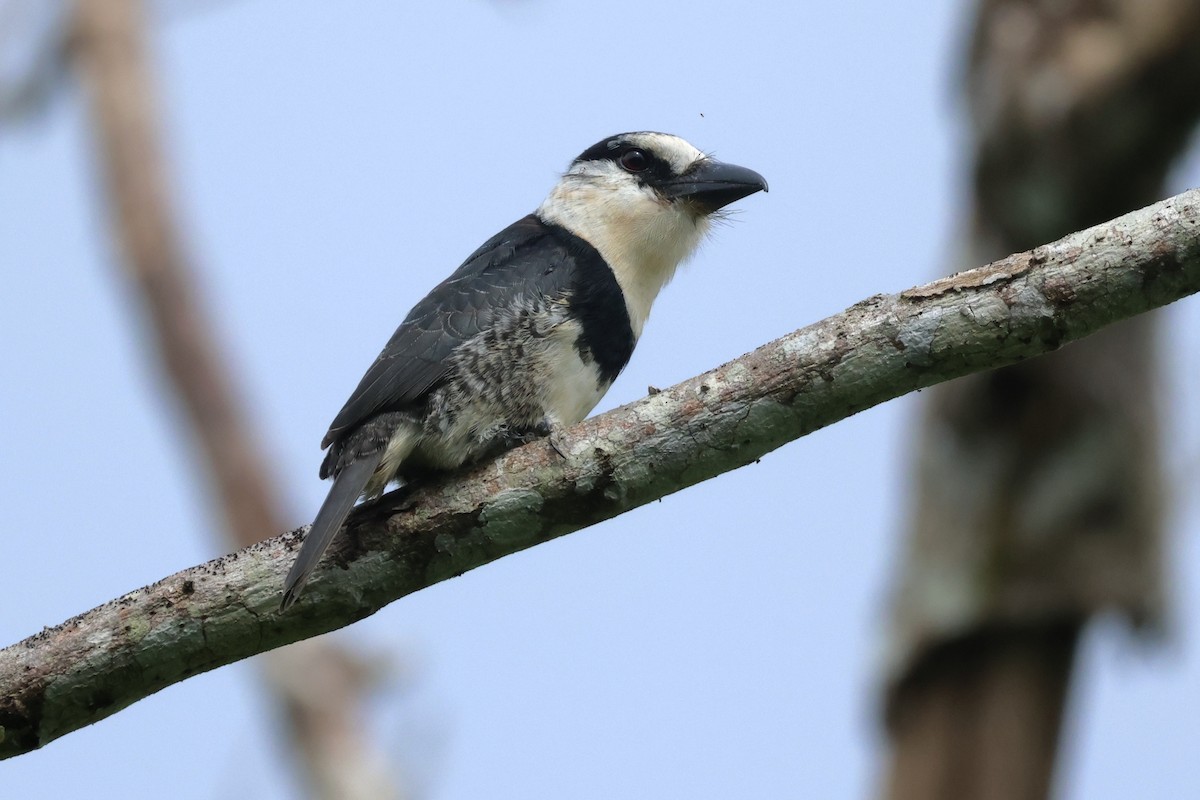 White-necked Puffbird - ML646993190