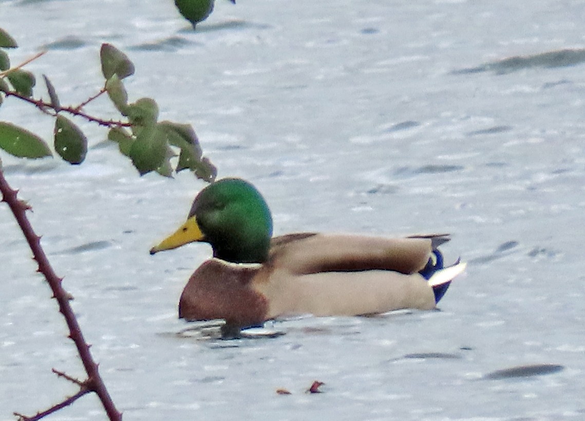 Germano reale - ML646993191