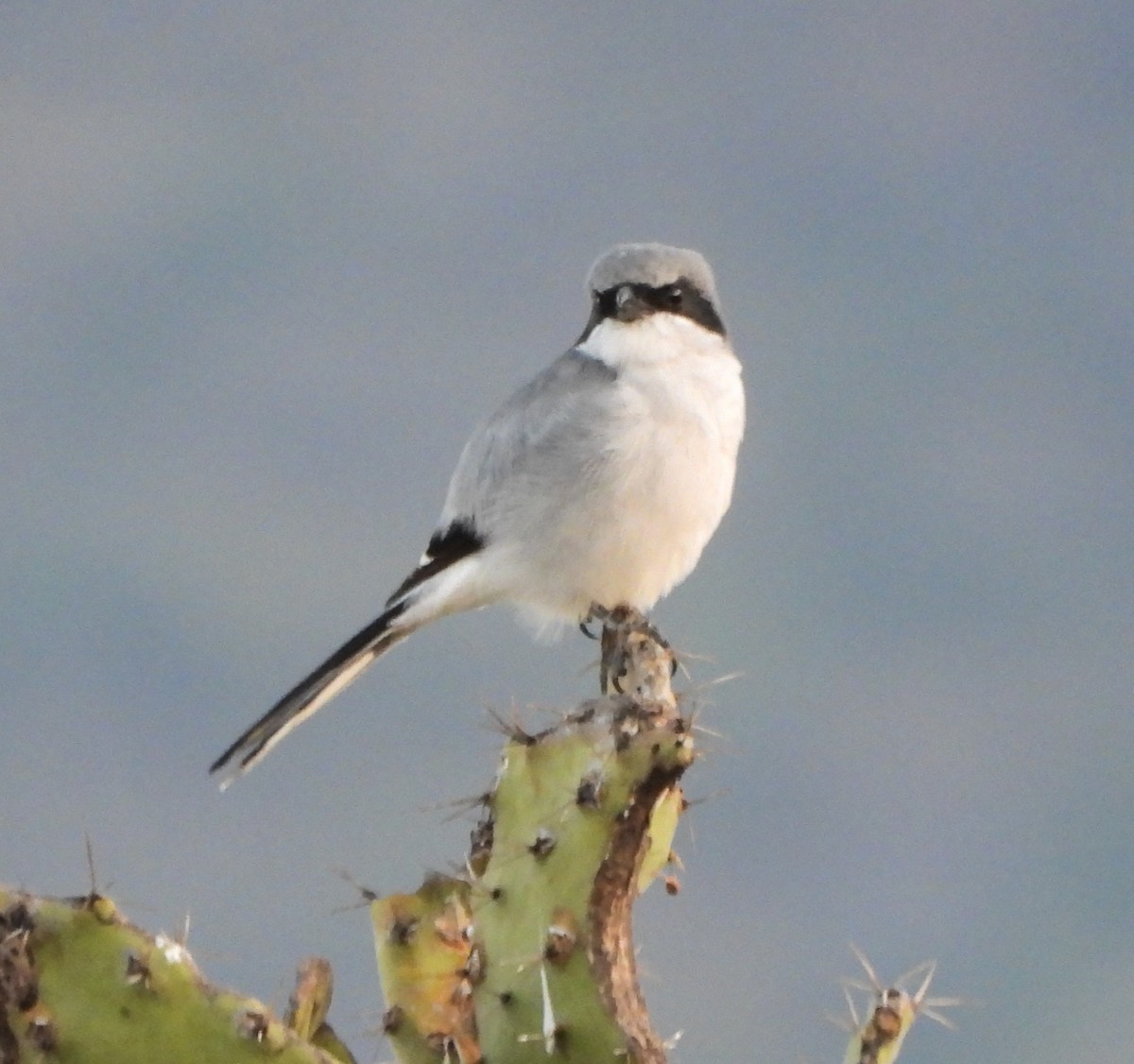 Loggerhead Shrike - ML646993192