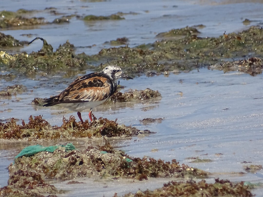 Voltapietre - ML646993193