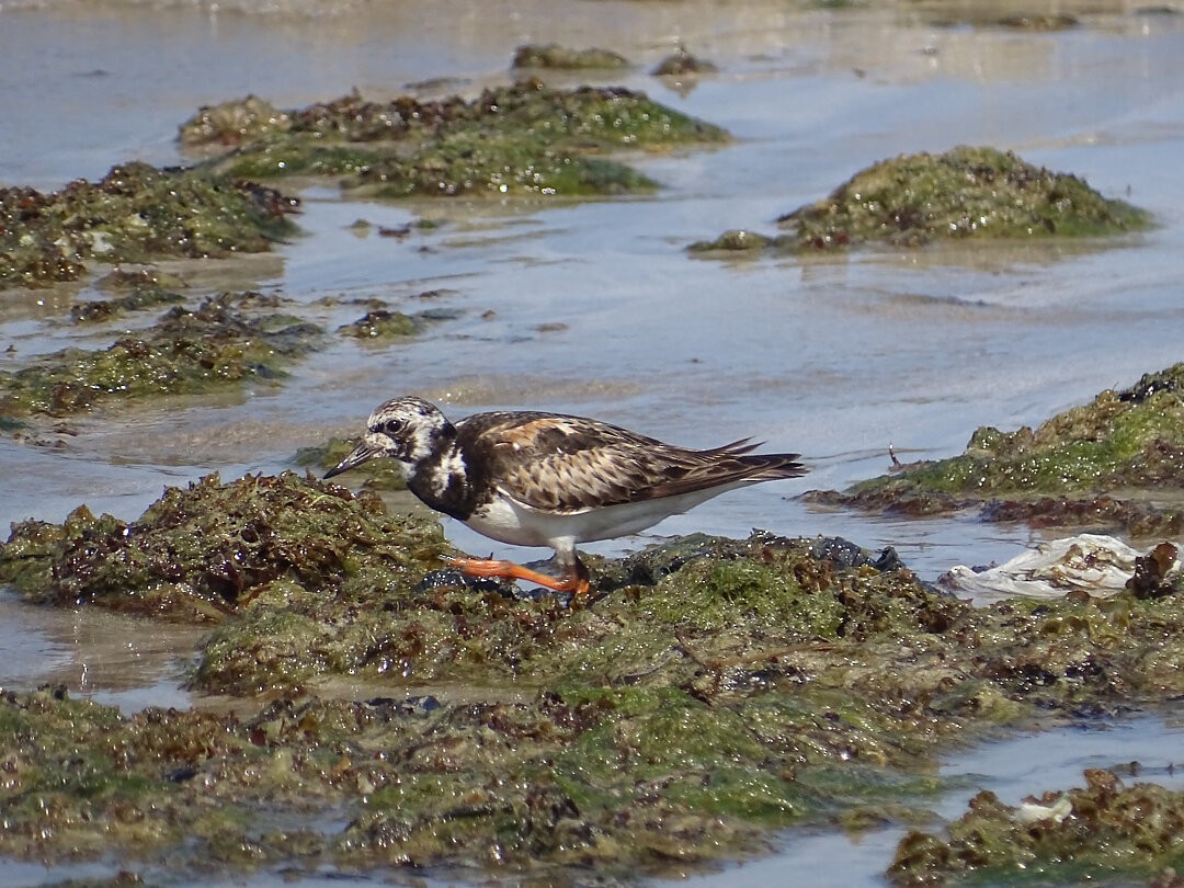 Voltapietre - ML646993194