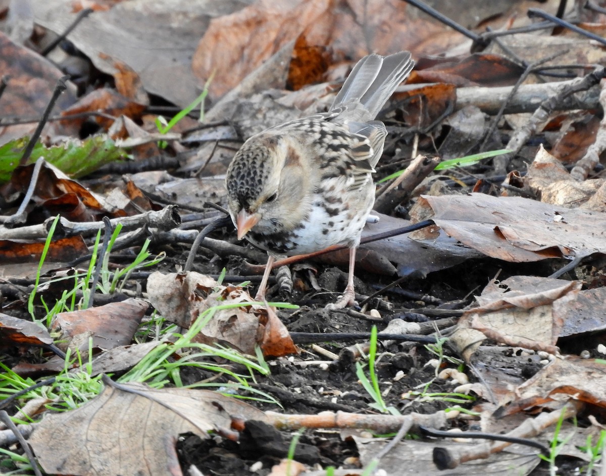 Harris's Sparrow - ML646993195