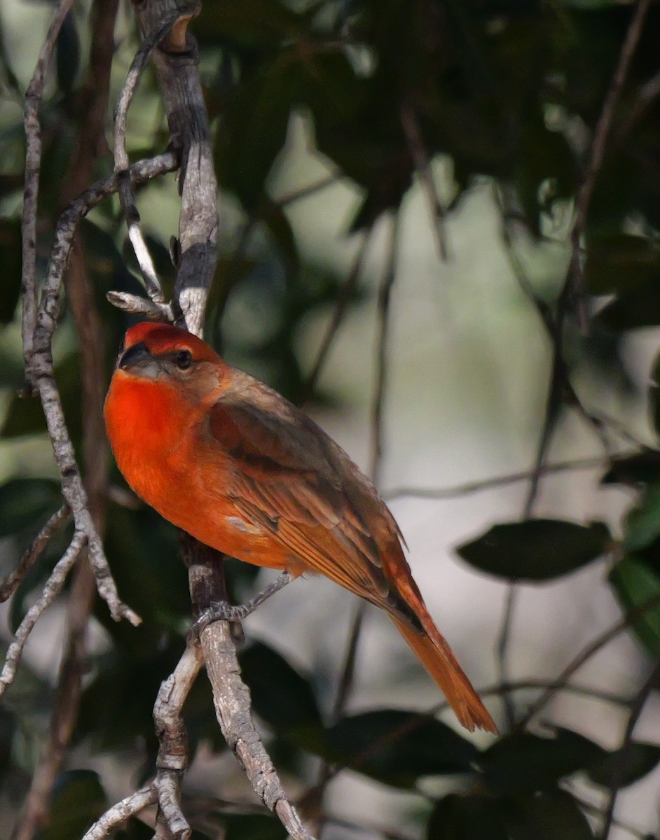 Hepatic Tanager - ML646993196