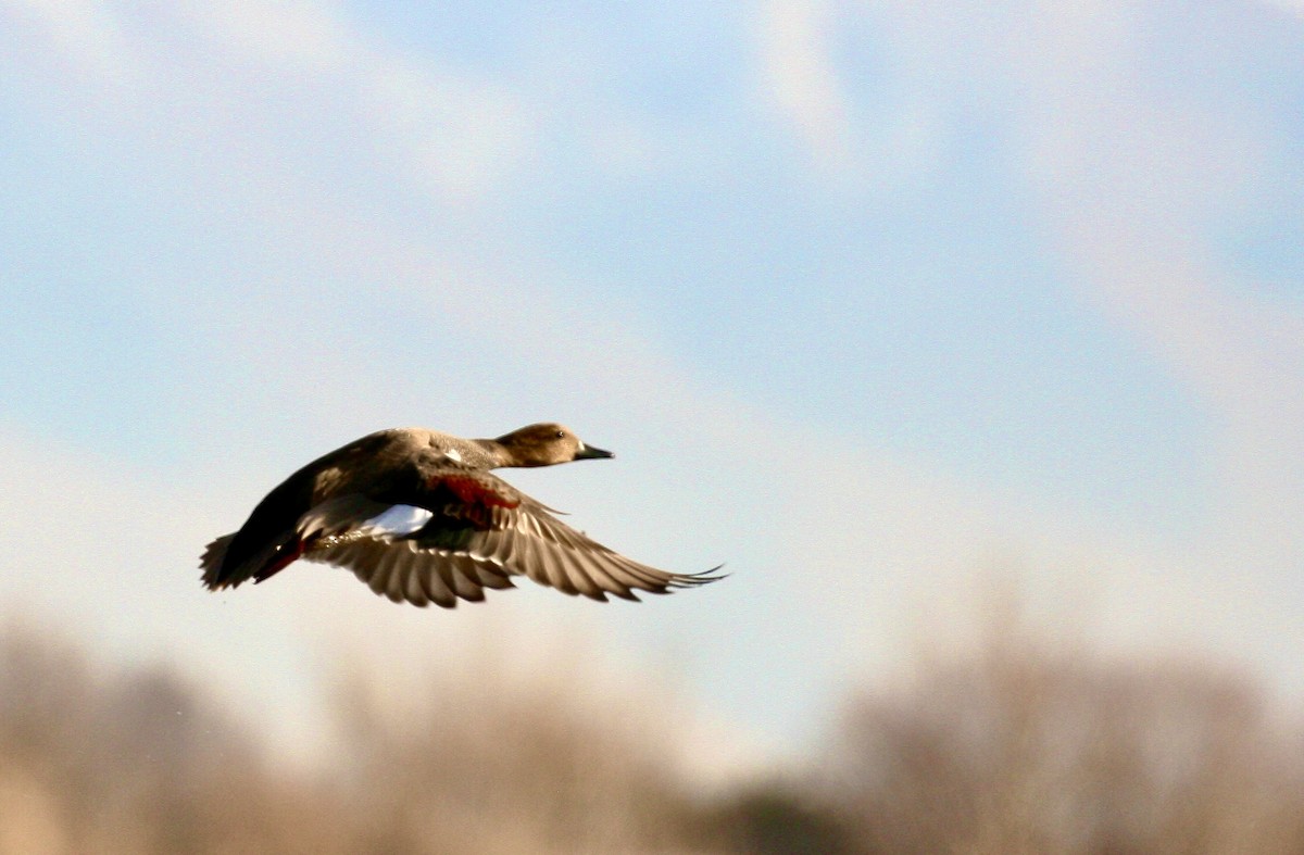 Canapiglia - ML646993197