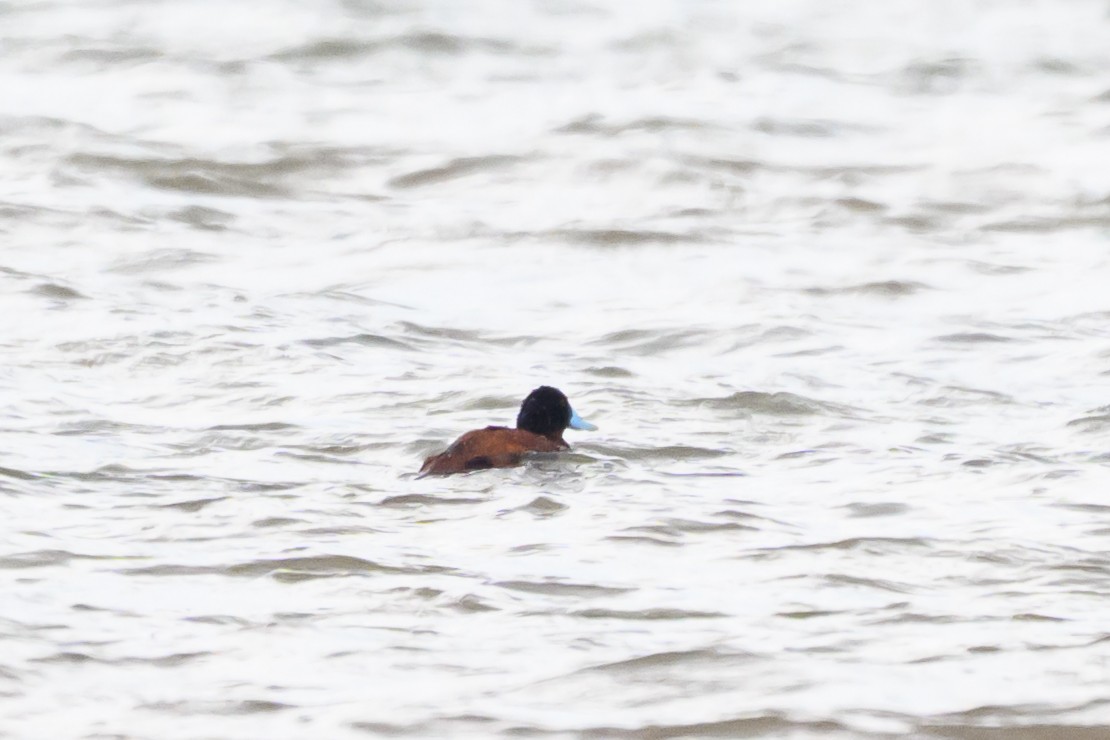 Andean/Lake Duck - ML646993198