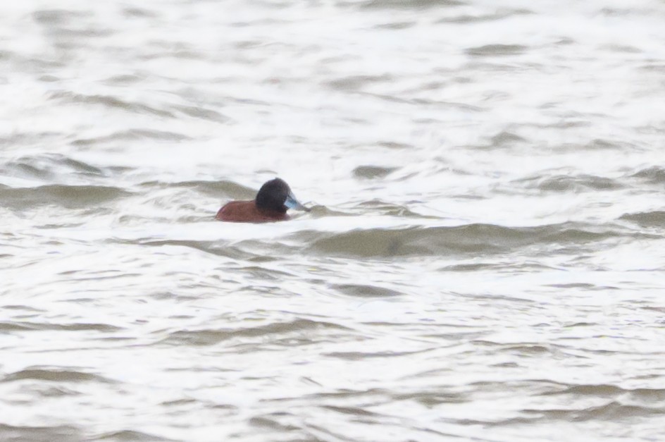 Andean/Lake Duck - ML646993199