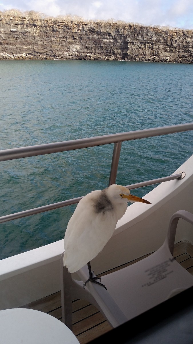 Airone guardabuoi - ML646993200