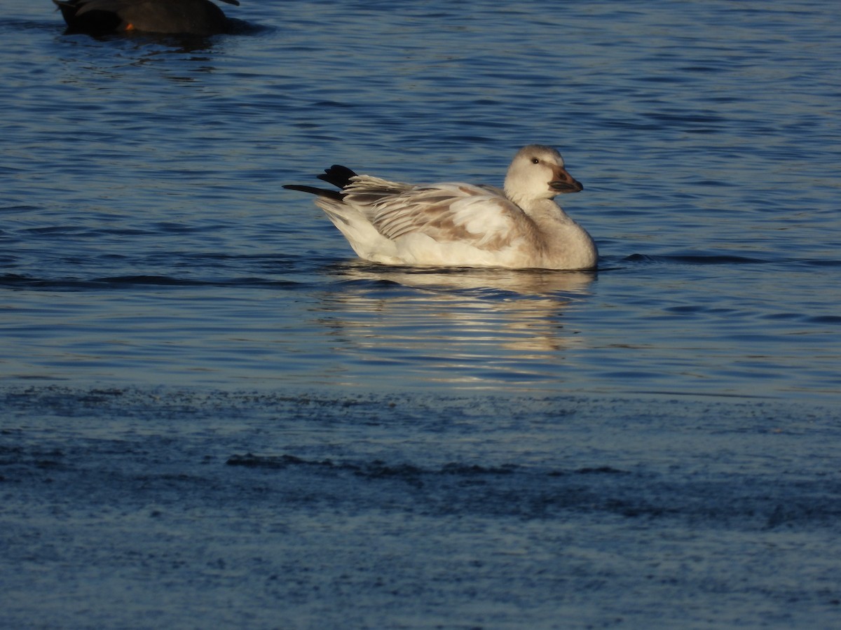 Oca delle nevi - ML646993204