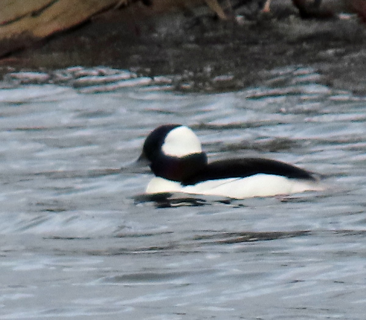 Bufflehead - ML646993207