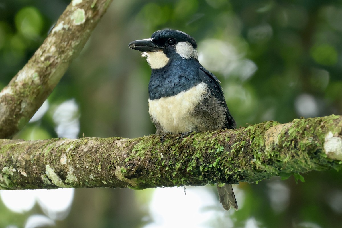 Black-breasted Puffbird - ML646993216