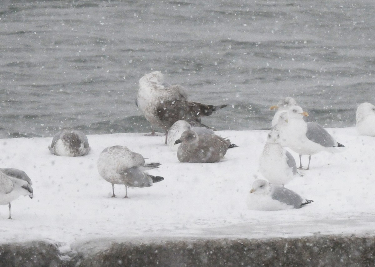 Серокрылая чайка - ML646993221