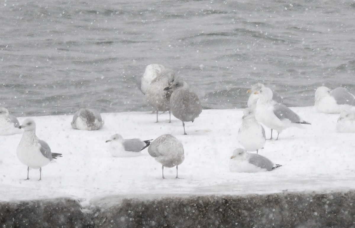 Серокрылая чайка - ML646993222