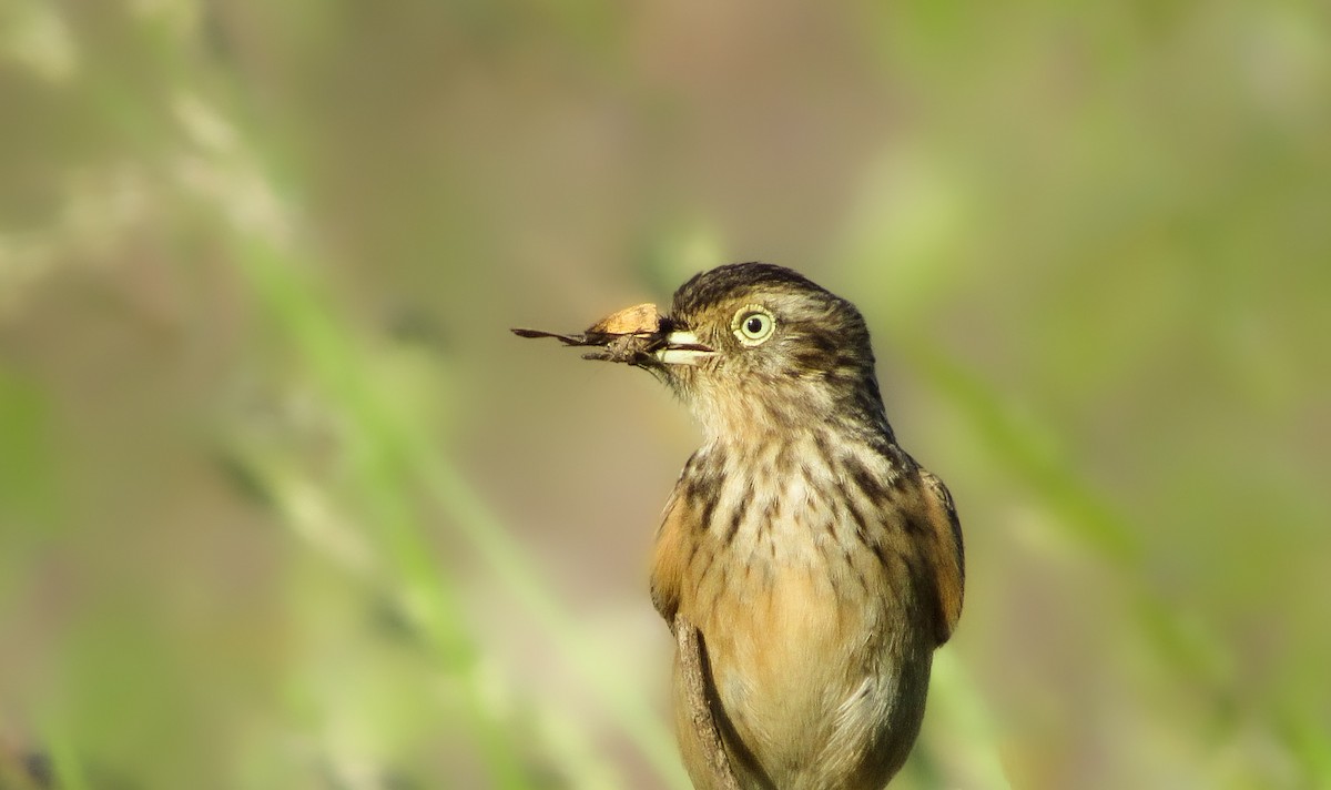 brilletyrann - ML646993231