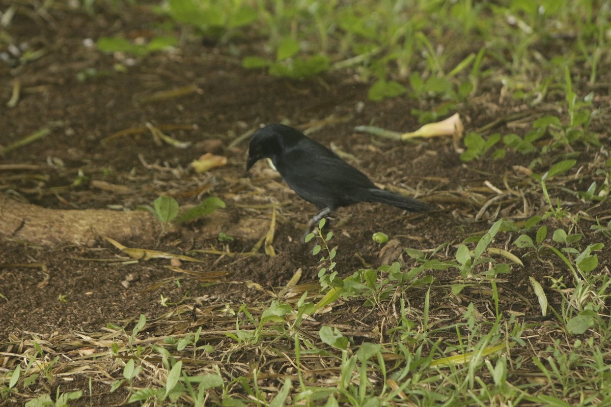 Trauerstärling - ML646993235