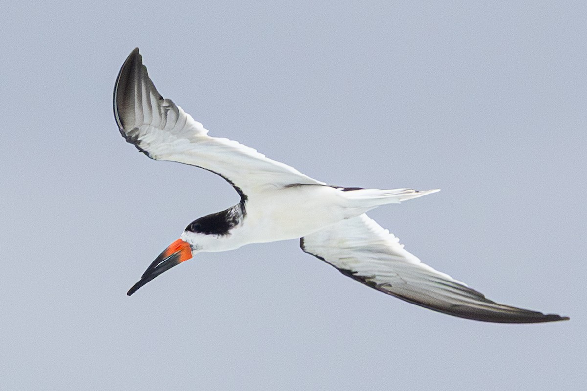 amerikasaksenebb - ML646993236