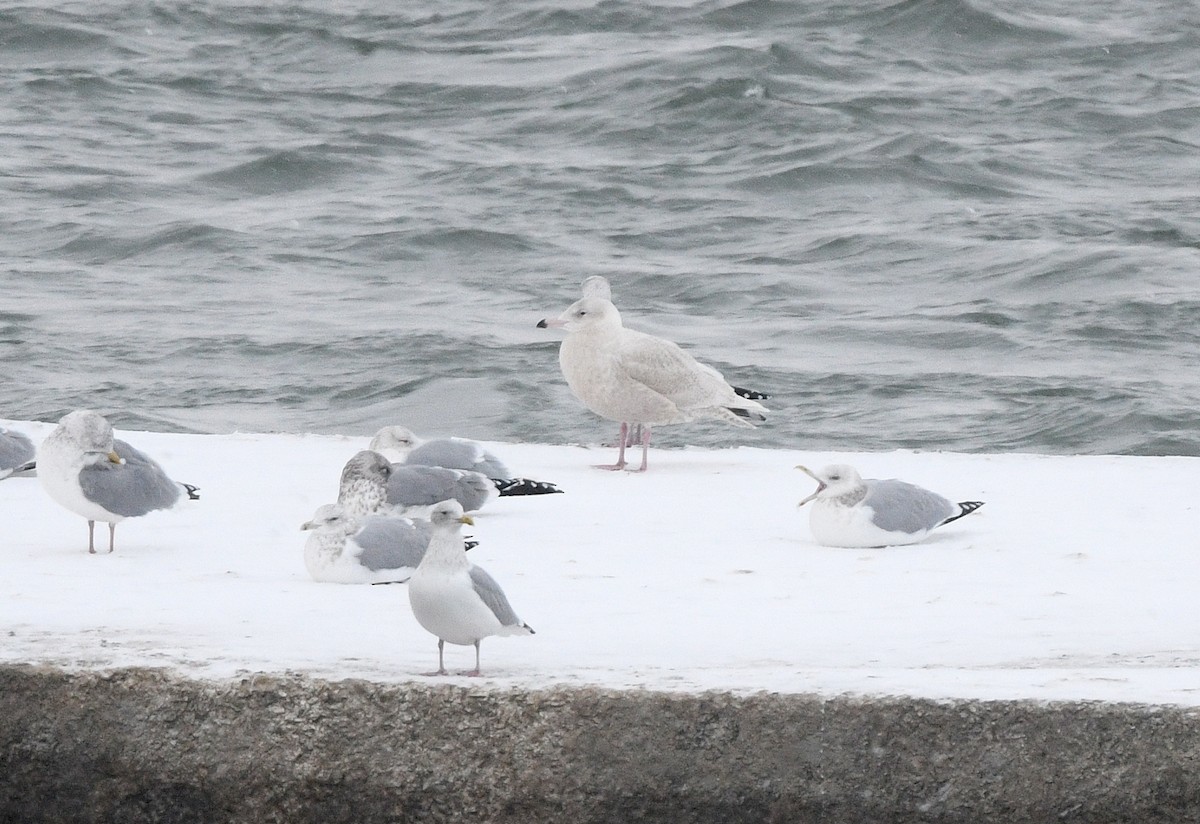 Бургомистр - ML646993239