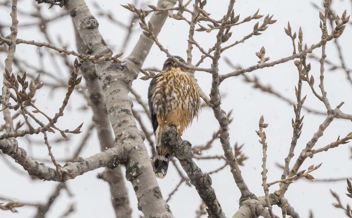 Merlin - ML646993242