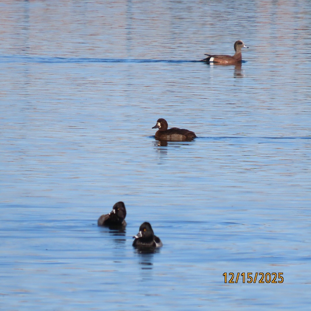 Bergente - ML646993253