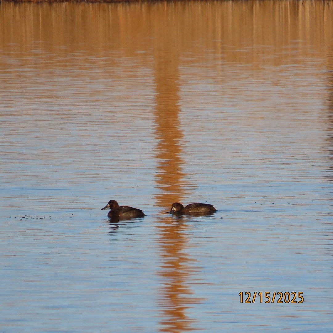 Bergente - ML646993254