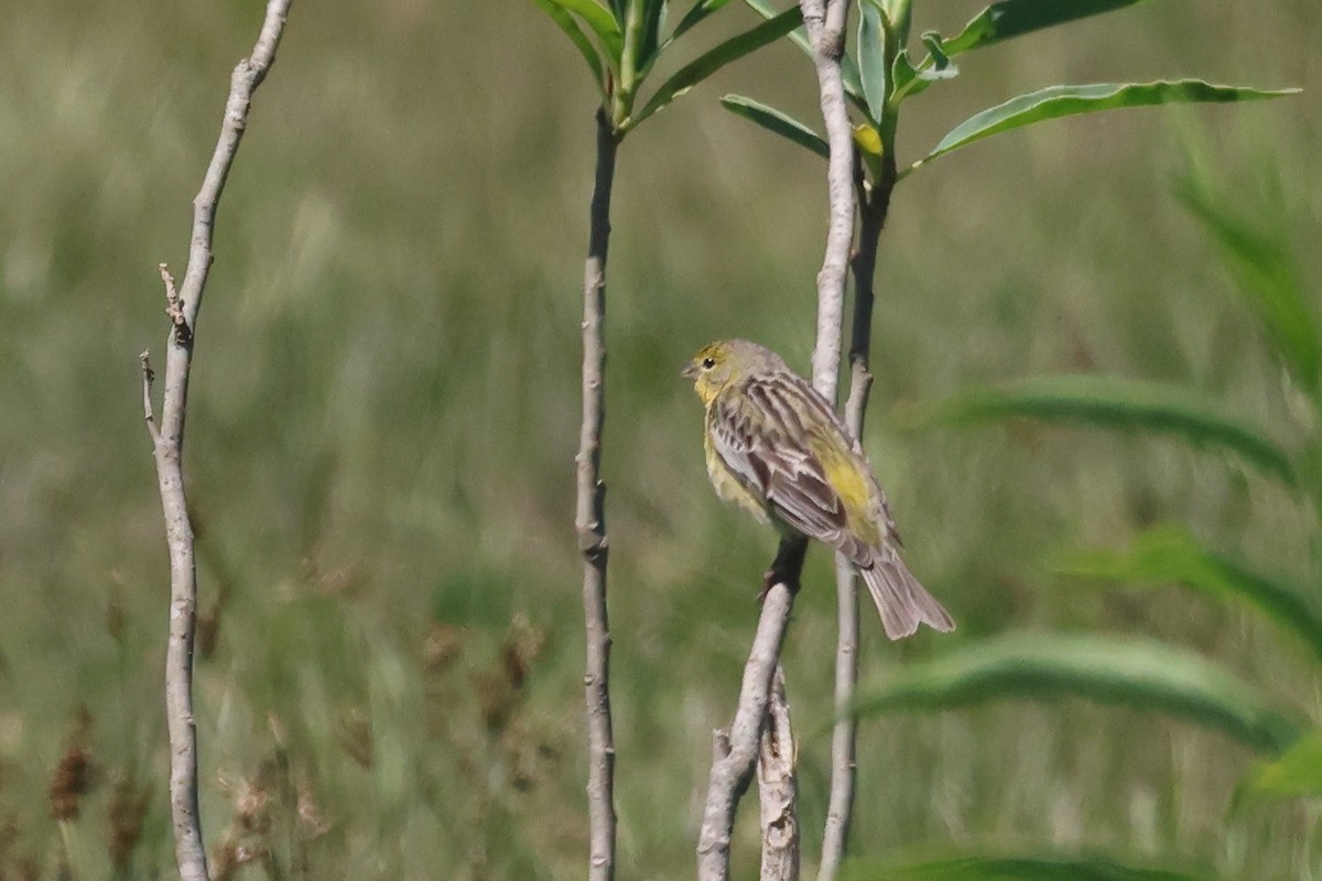 Короткоклювый зерноед - ML646993261