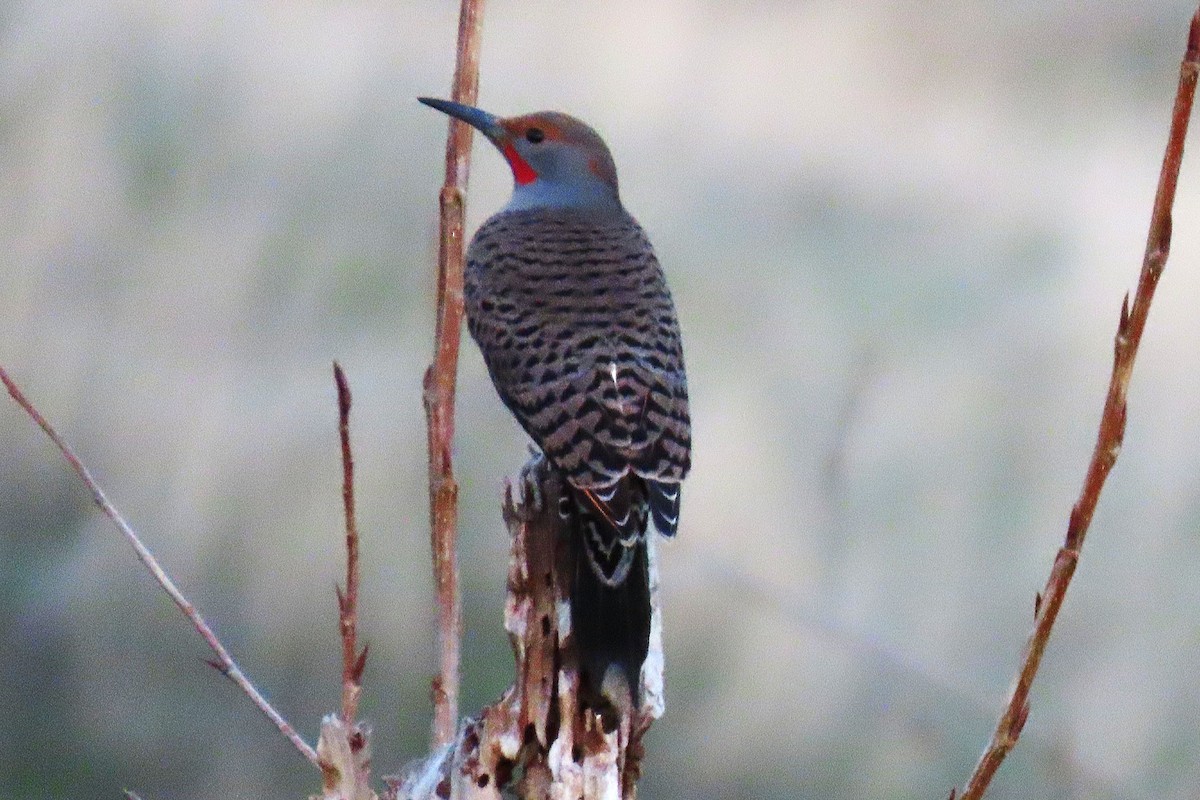 Northern Flicker - ML646993263