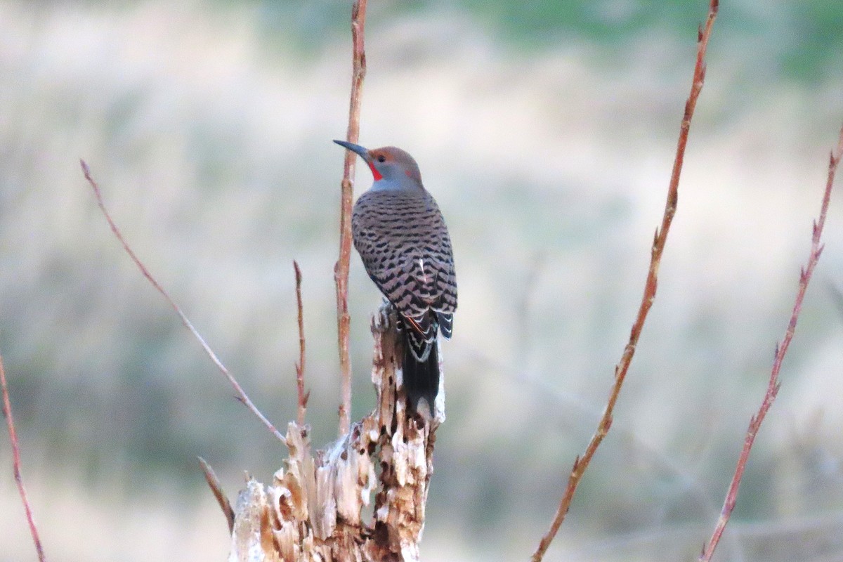 Northern Flicker - ML646993264