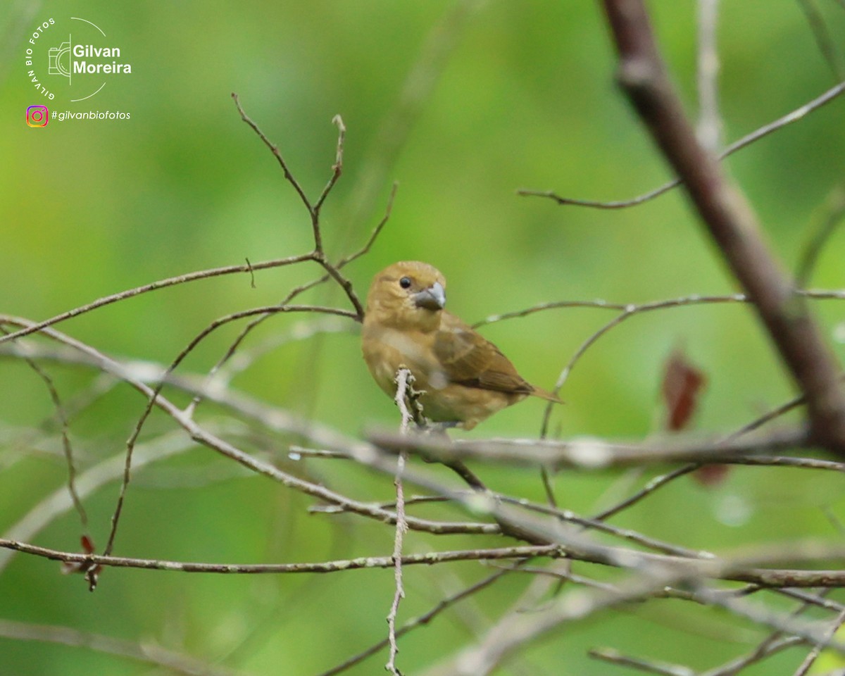 Сизый просяночник - ML646993266