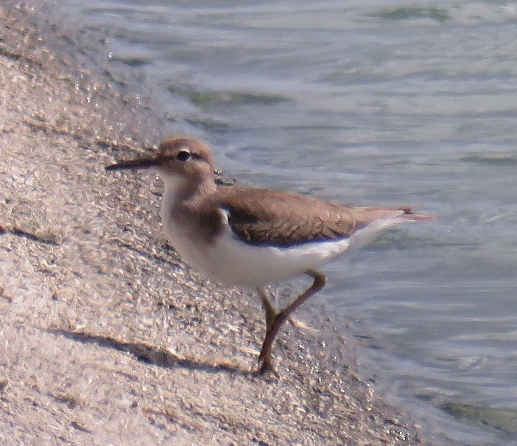 アメリカイソシギ - ML646993271