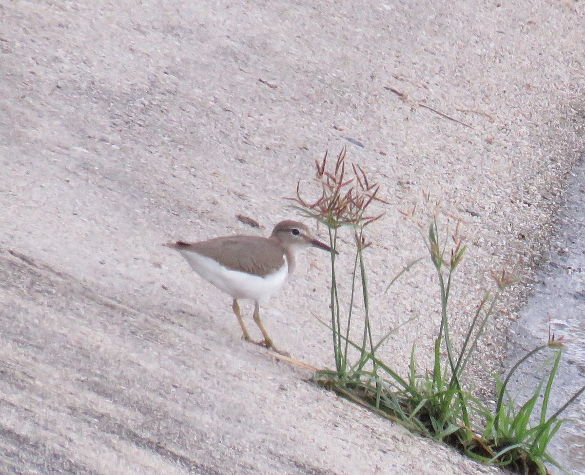 アメリカイソシギ - ML646993272