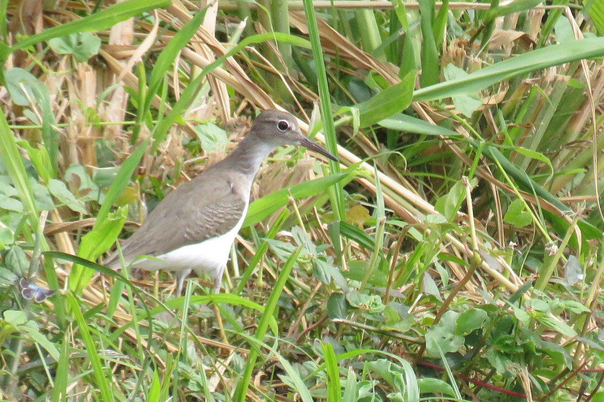 アメリカイソシギ - ML646993274