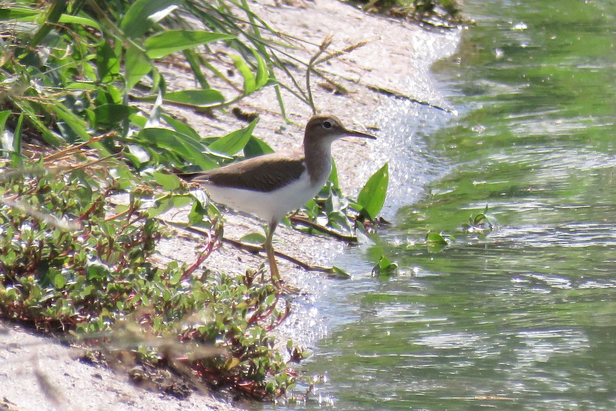 アメリカイソシギ - ML646993275