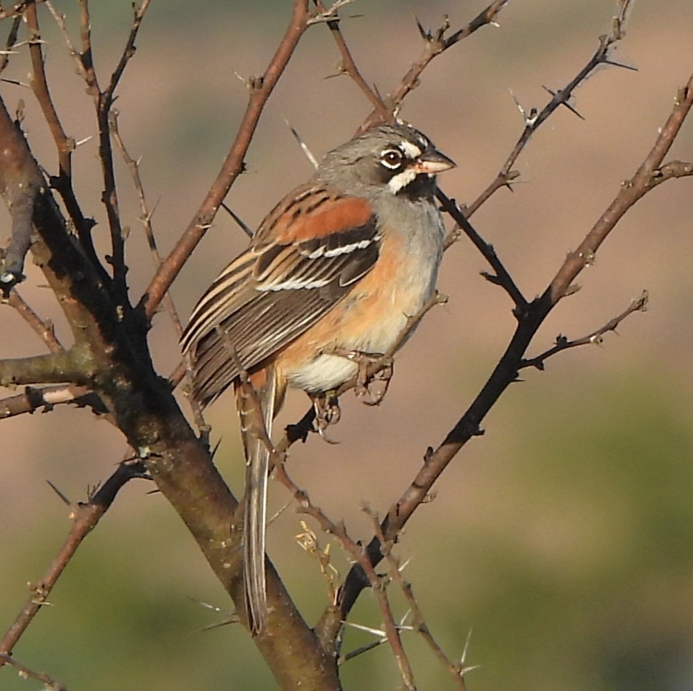 Bridled Sparrow - ML646993284