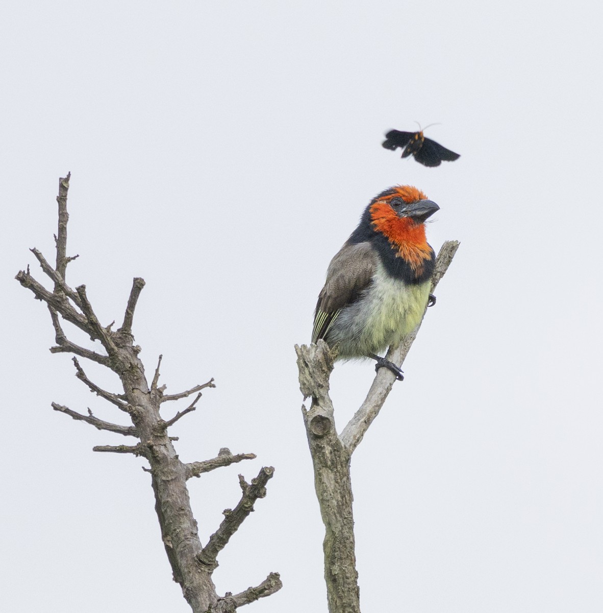 Kara Kolyeli Barbet - ML646993285