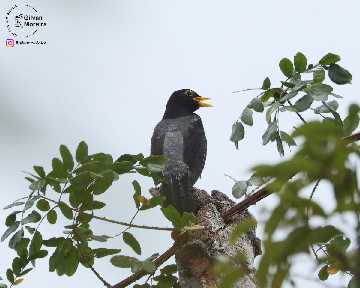 Желтоногий дрозд - ML646993290