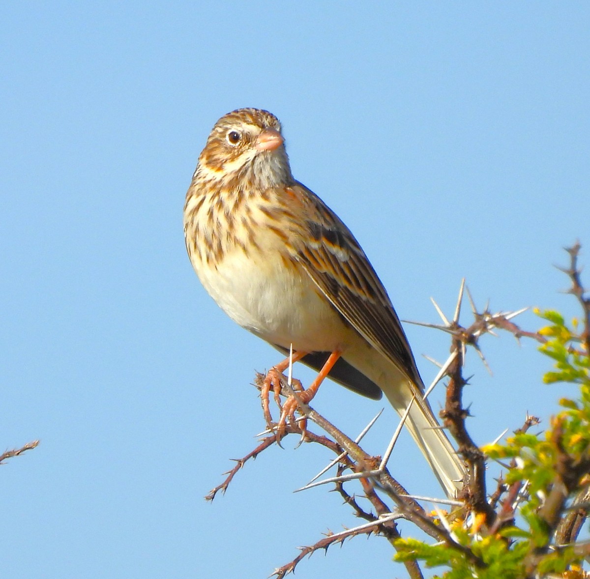 Vesper Sparrow - ML646993294