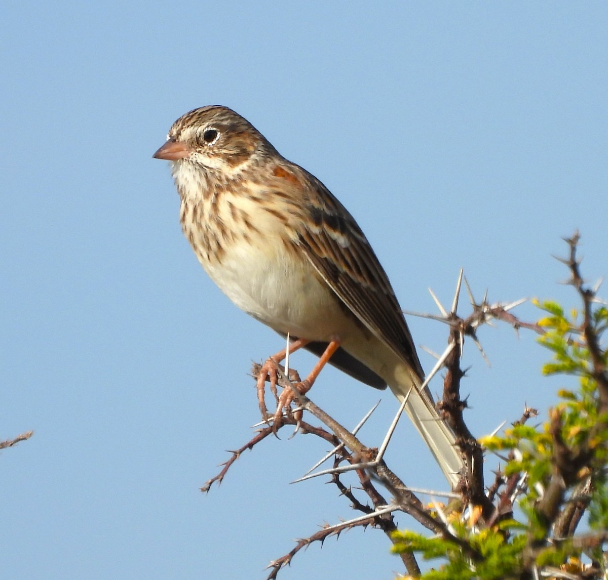 Vesper Sparrow - ML646993295
